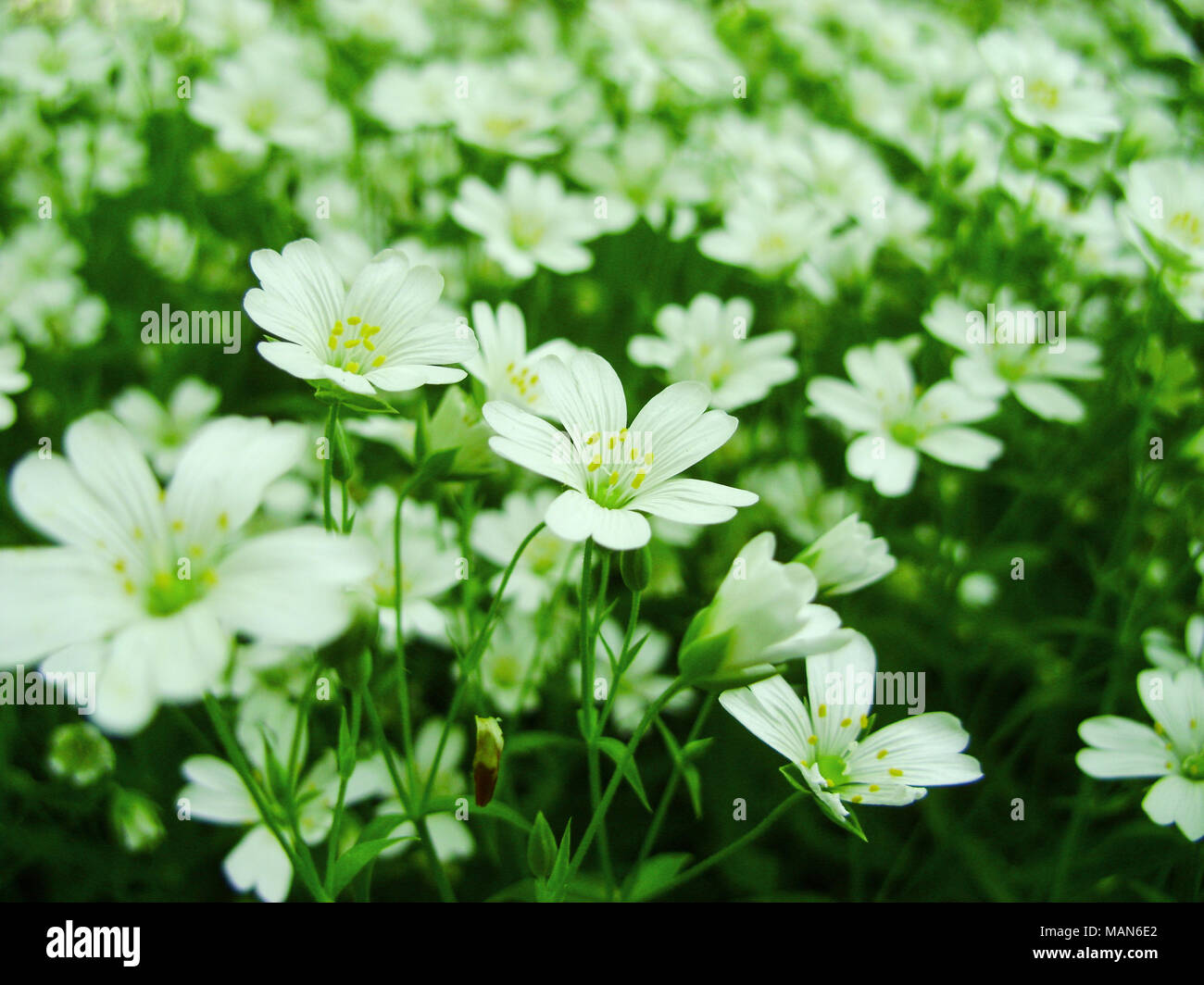 Weiss Wald Blumen Bluhen Im Fruhjahr Abstrakte Feder Saisonale Hintergrund Mit Weissen Blumen Ostern Blumen Bild Mit Kopieren Stockfotografie Alamy