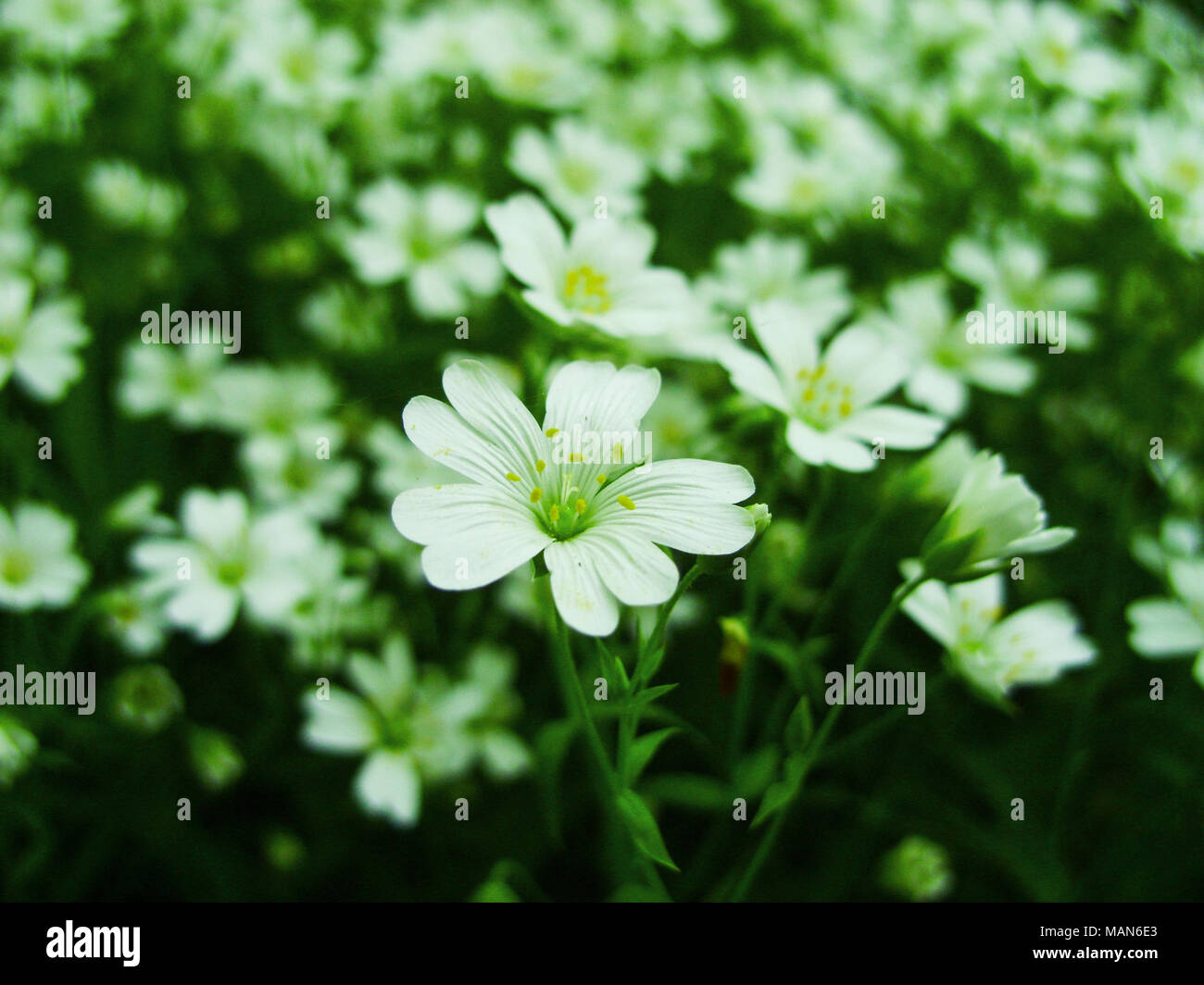 Weiß Wald Blumen blühen im Frühjahr. Abstrakte Feder saisonale Hintergrund mit weißen Blumen, Ostern blumen Bild mit Kopie Raum Stockfoto