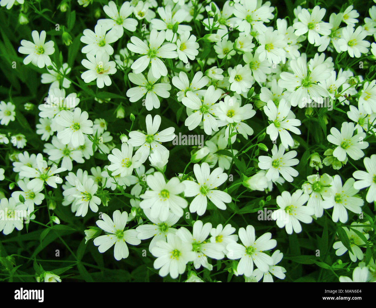 Weiss Wald Blumen Bluhen Im Fruhjahr Abstrakte Feder Saisonale Hintergrund Mit Weissen Blumen Ostern Blumen Bild Mit Kopieren Stockfotografie Alamy