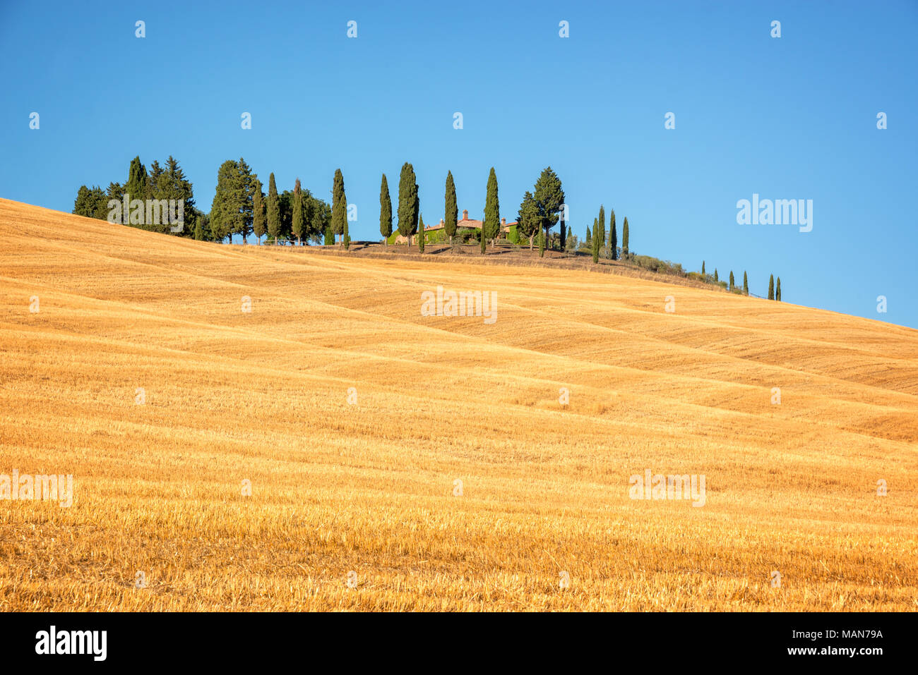 Schöne typische Landschaft des Val d'Orcia in der Toskana withvivid Farben im Sommer, Val d'Orcia, Toskana, Italien Stockfoto