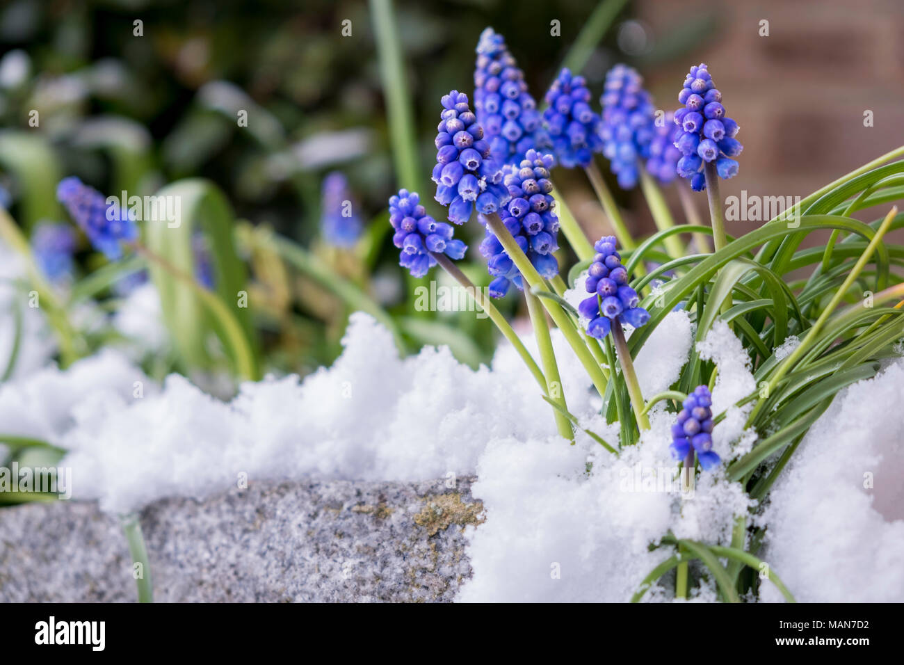 Hyazinthen im Frühjahr durch Schnee umgeben. Starke bestimmt Blumen drücken zwar eine Schicht aus Eis und Schnee, die das Blumenbeet Abdeckungen Stockfoto
