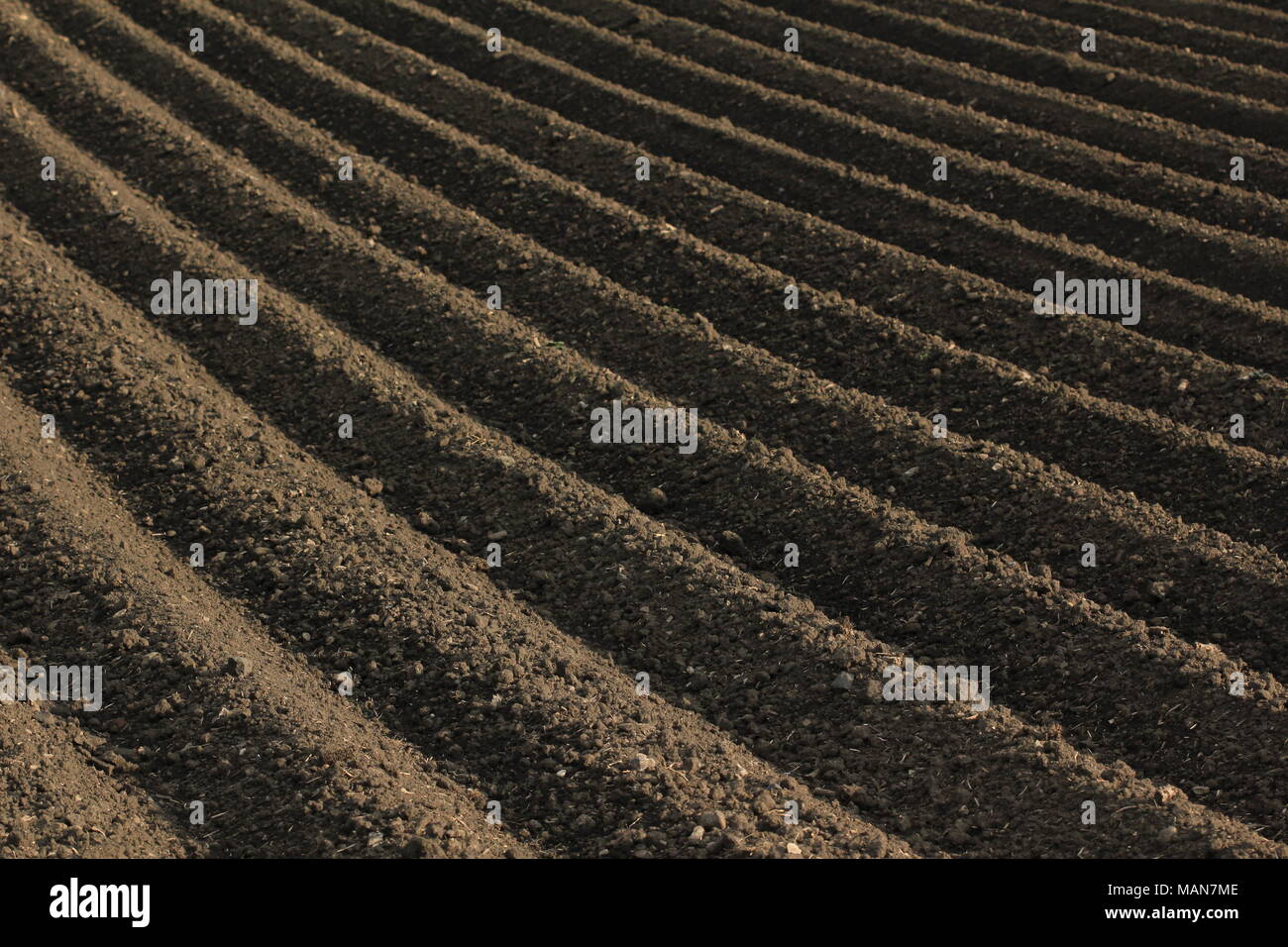 Landwirtschaftlichen Anbau: Frisch gepflügte Erde Stockfoto