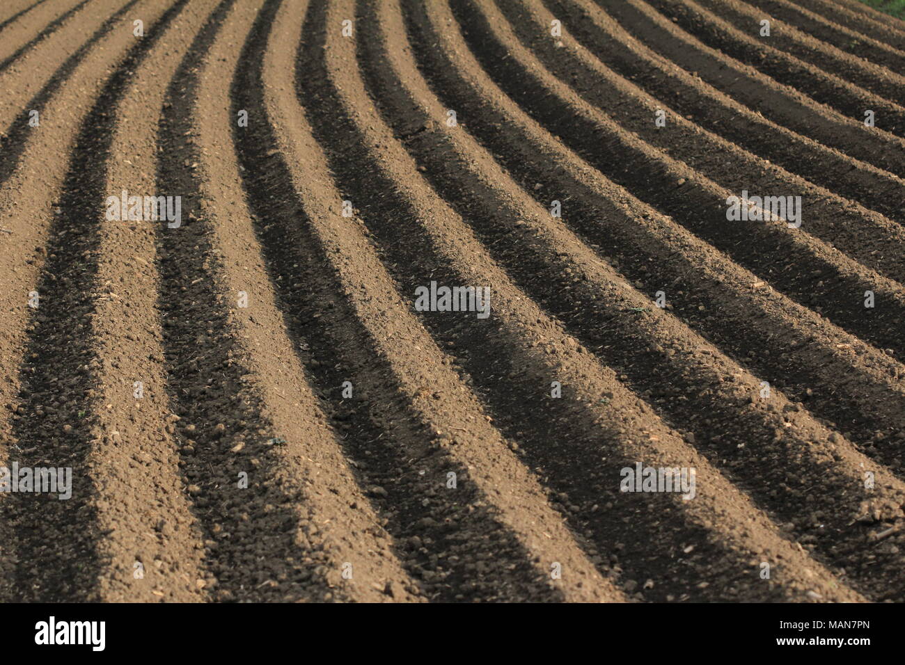 Landwirtschaftlichen Anbau: Frisch gepflügte Erde Stockfoto