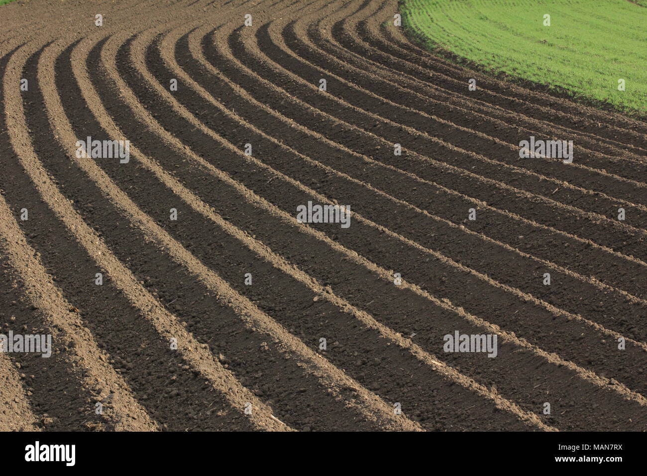 Landwirtschaftlichen Anbau: Frisch gepflügte Erde Stockfoto