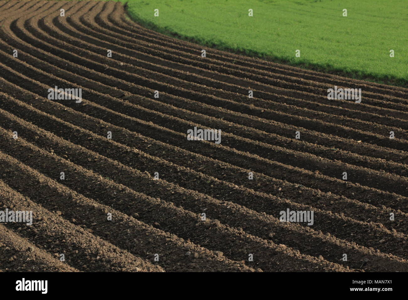 Landwirtschaftlichen Anbau: Frisch gepflügte Erde Stockfoto