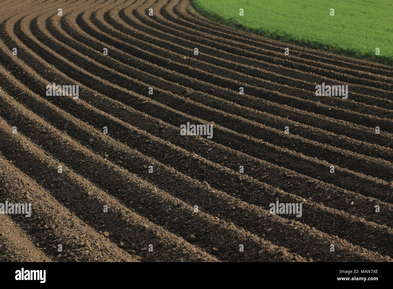 Landwirtschaftlichen Anbau: Frisch gepflügte Erde Stockfoto