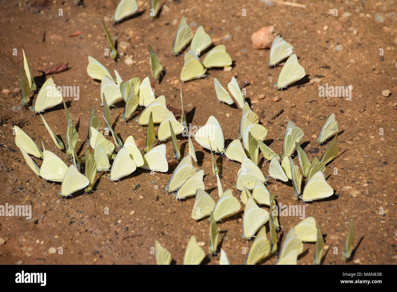 Schmetterlinge, Sri Lanka Stockfoto