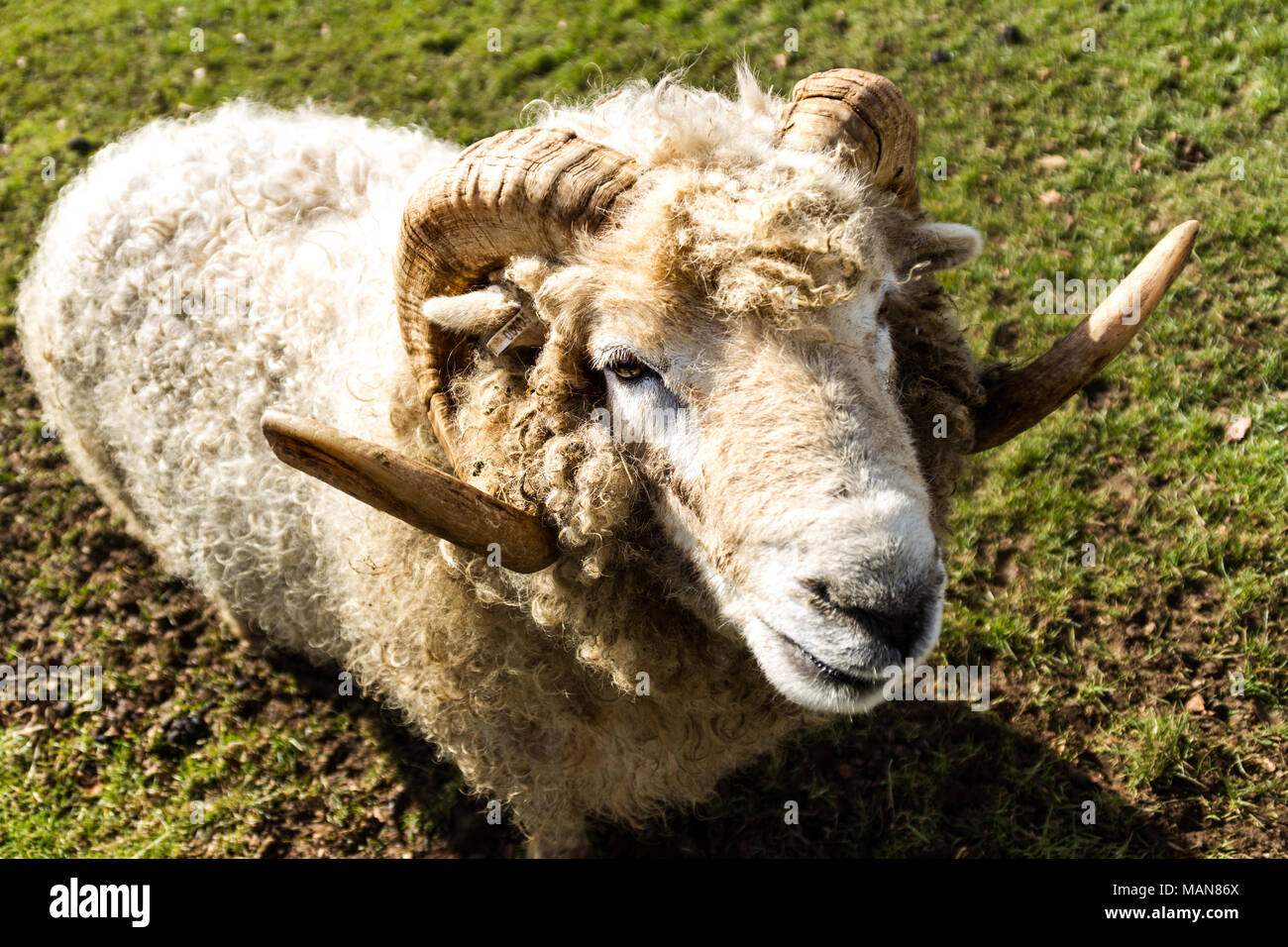 Swaledale Schafe in einem Feld Stockfoto