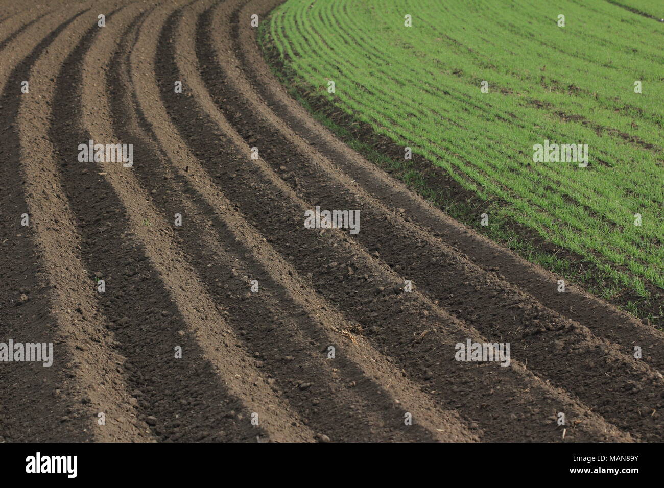 Landwirtschaft: frisch gepflügten Feldes Stockfoto
