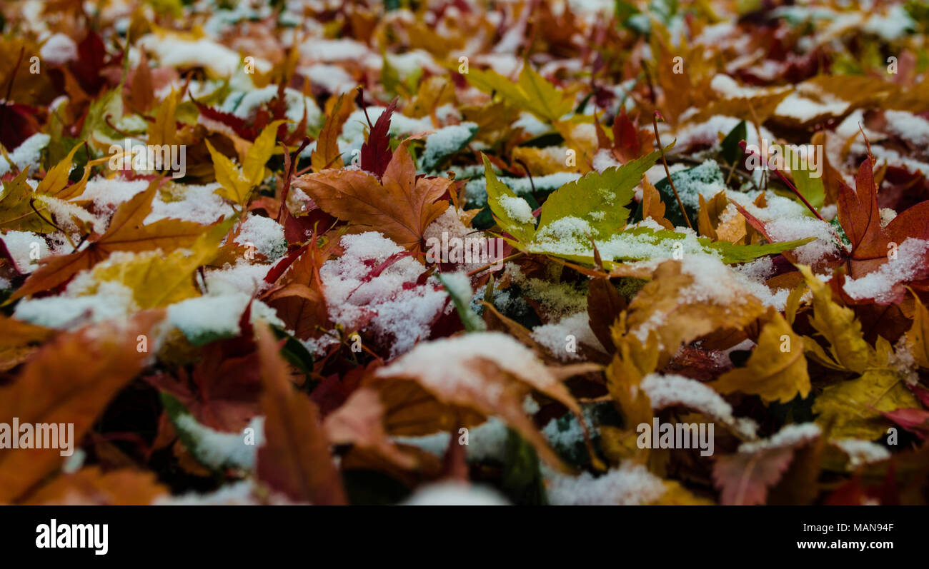 Maple Leafs fällt während der Ende der Federn erfreut über den Winter wie der Wechsel der Jahreszeiten in der geschäftigen Stadt Seoul Stockfoto