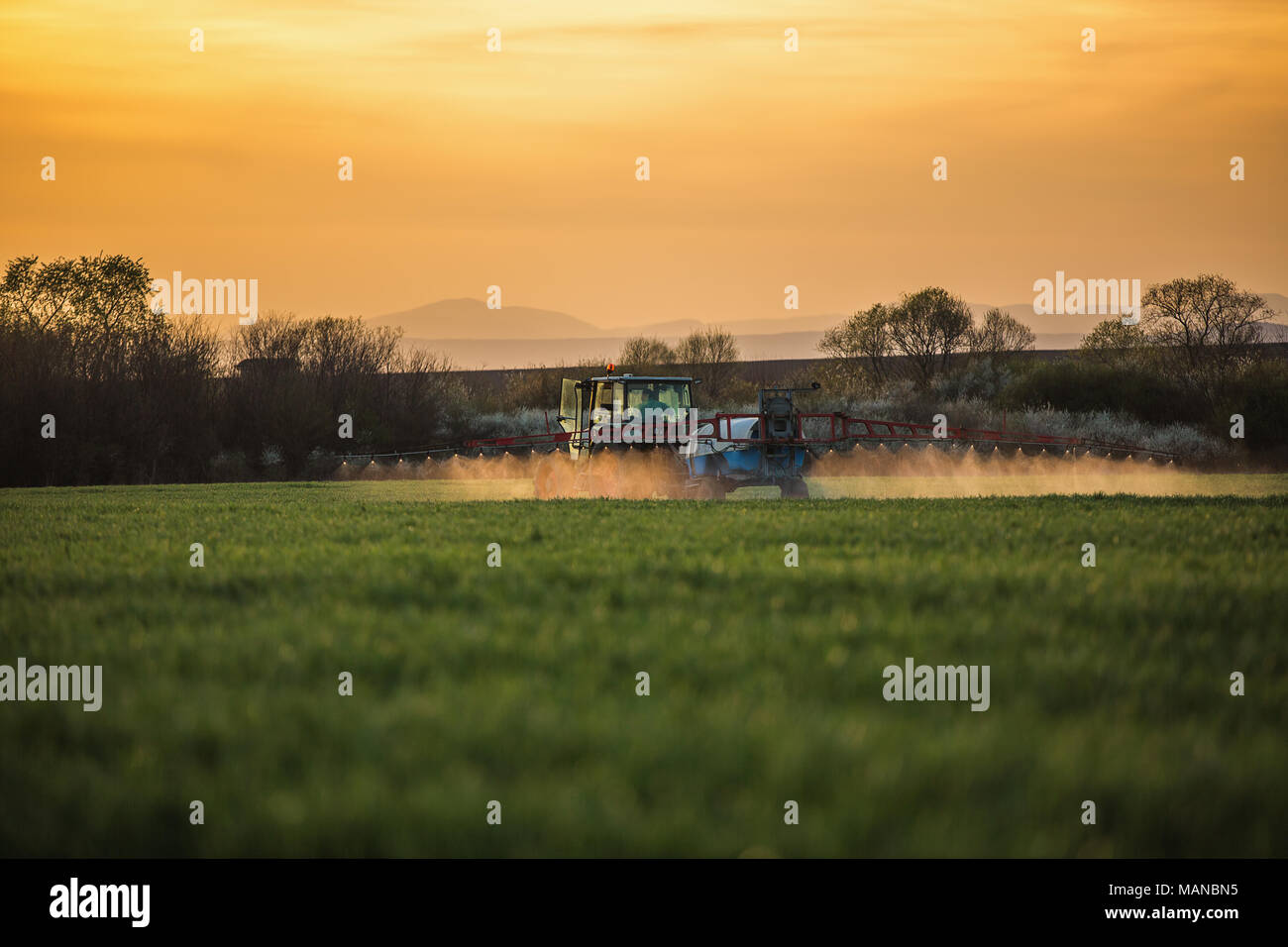 Traktor spritzen Weizenfeld mit Feldspritze, Sonnenuntergang geschossen Stockfoto