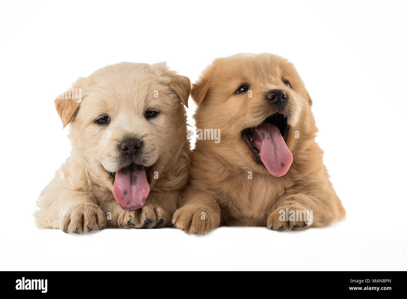 Flauschige Chow-chow Welpe, isoliert Stockfoto