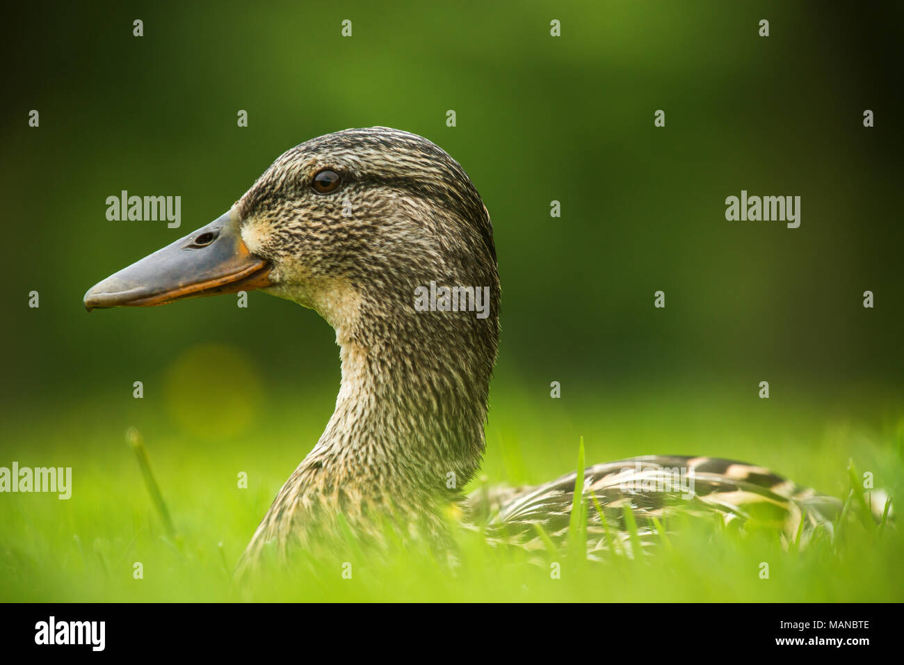 Europäischen Ente auf grünem Gras Stockfoto