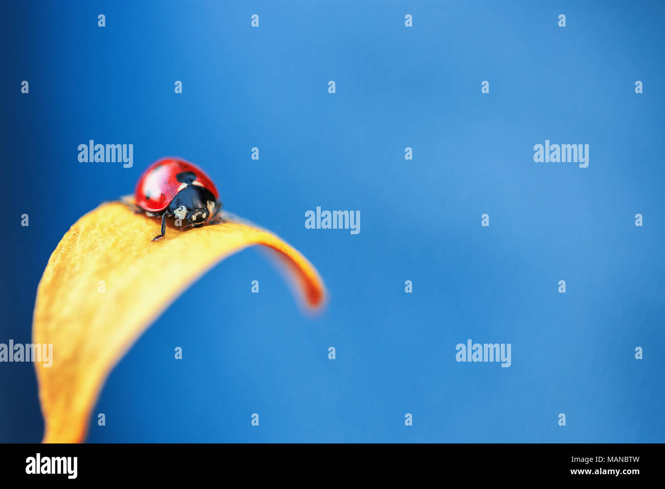 Marienkäfer auf gelb Blatt und blauem Hintergrund. Makroaufnahme Stockfoto