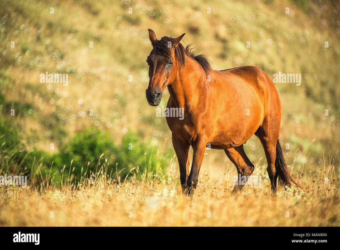 Wildes Pferd auf der Weide bei Sonnenaufgang Stockfoto