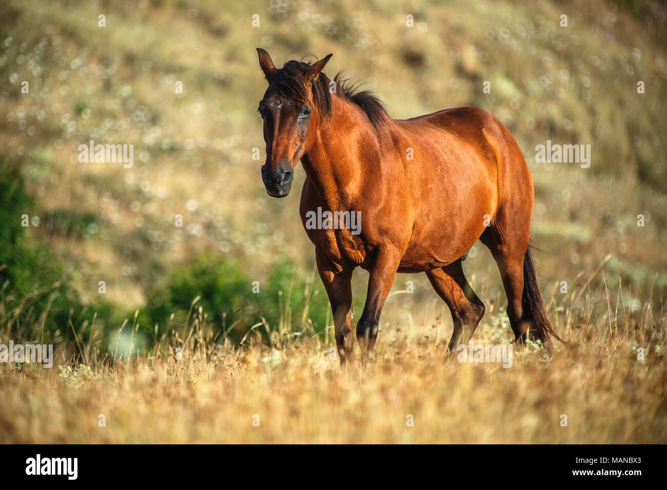 Wildes Pferd auf der Weide bei Sonnenaufgang Stockfoto