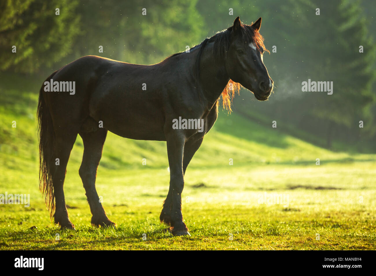Mystic Sonnenaufgang über die verträumte Berg. Wild Horse Beweidung frisches Gras auf der Wiese. Bulgarien, Europa Stockfoto