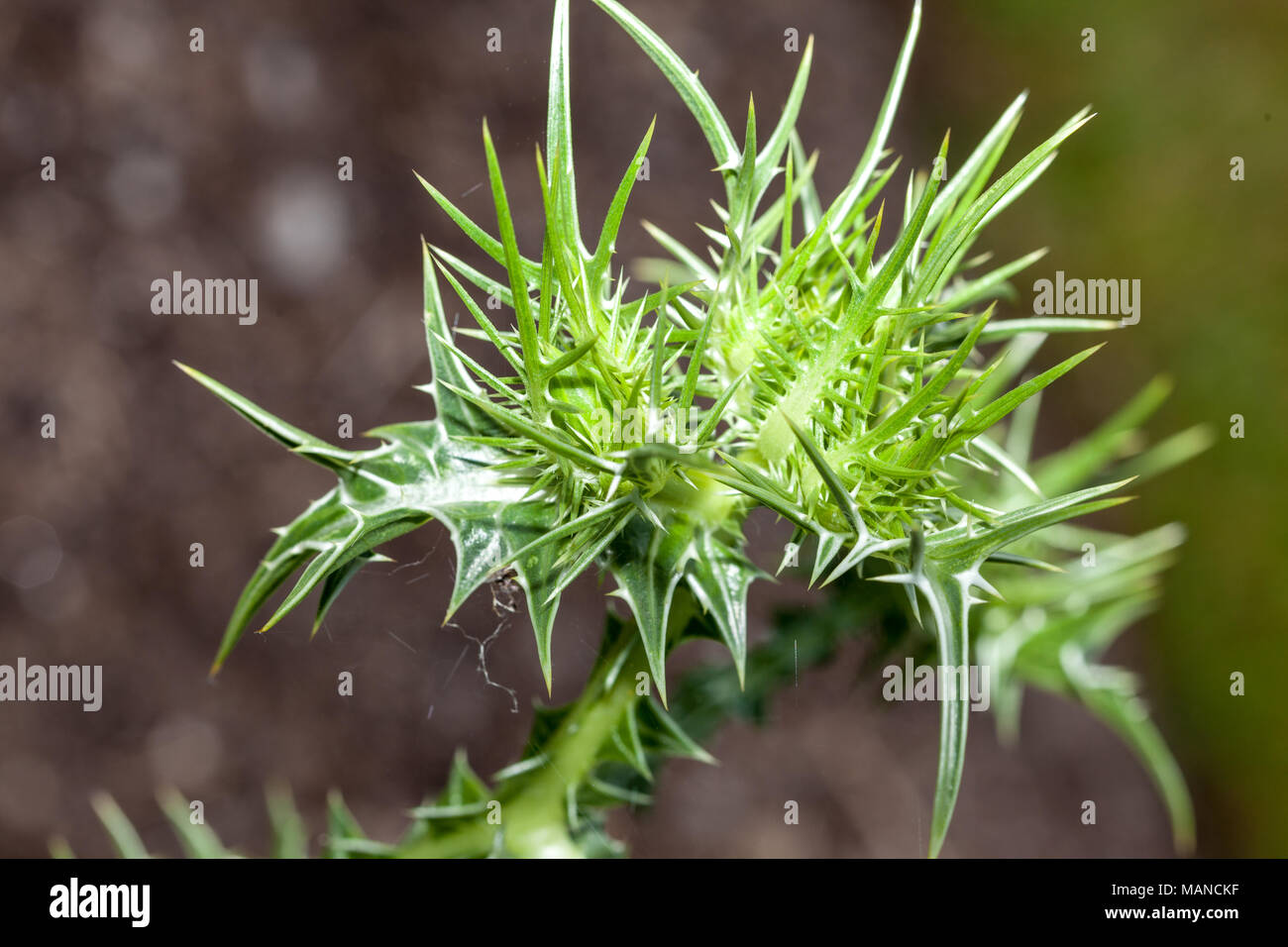 Golden Spotted Thistle, Taggtistel (Scolymus maculatus) Stockfoto