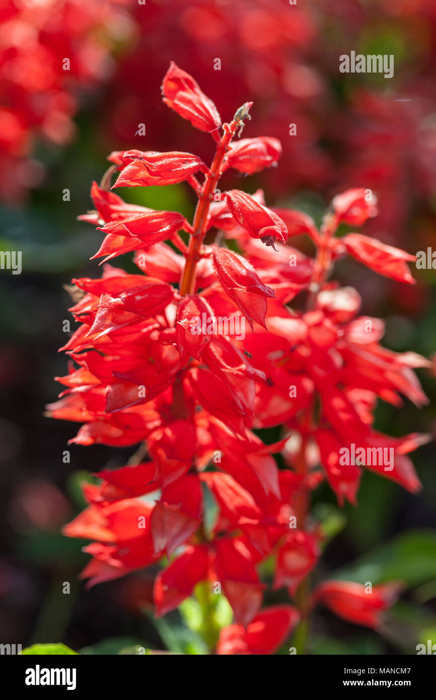 Scharlach, Praktsalvia Salbei (Salvia splendens) Stockfoto