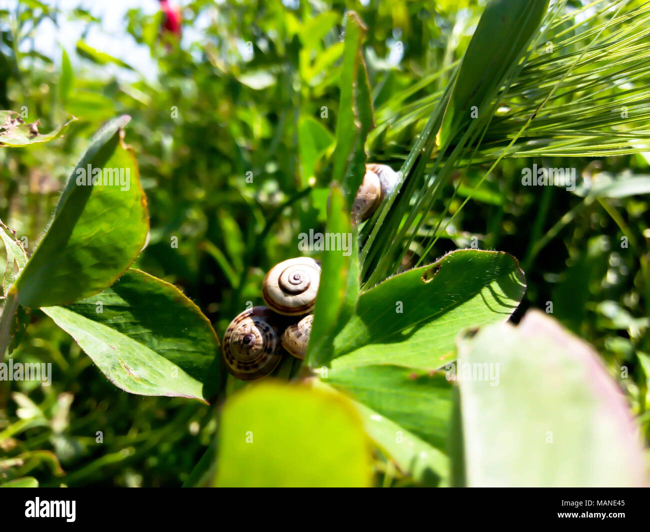 Un endroit dans la Prairie Stockfoto