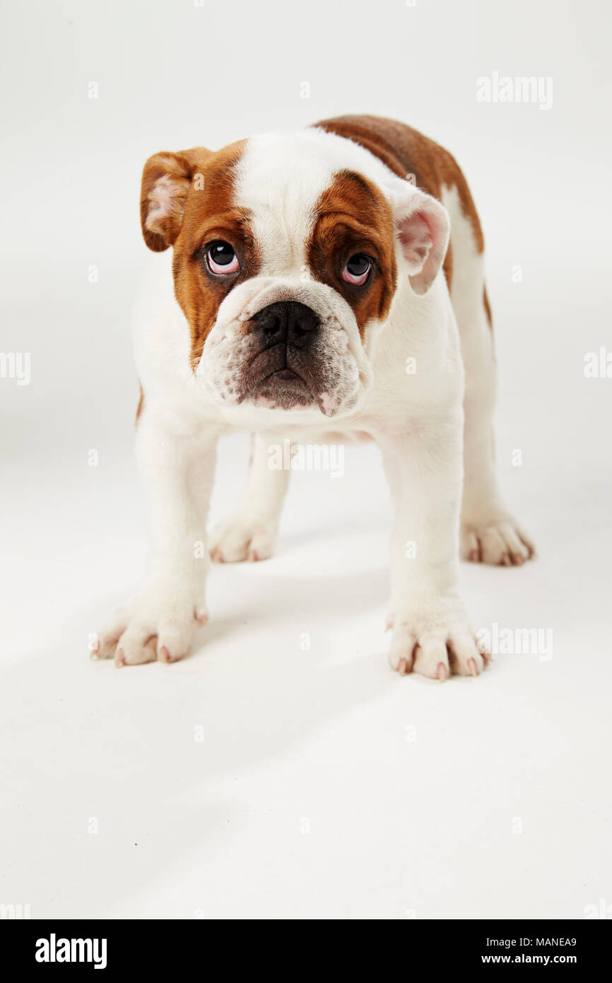 Studio Shot Der britische Bulldogge Welpen stehen auf weißem Hintergrund Stockfoto