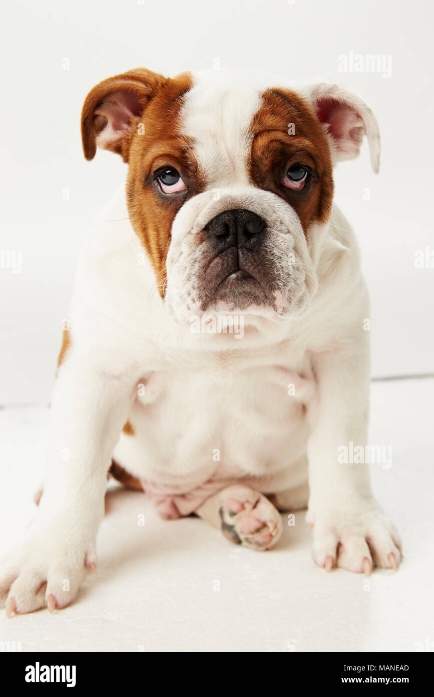 Studio Shot Der britische Bulldogge Welpen sitzen auf weißem Hintergrund Stockfoto