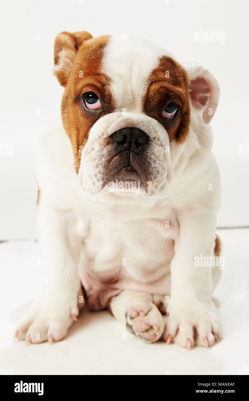 Studio Shot Der britische Bulldogge Welpen sitzen auf weißem Hintergrund Stockfoto