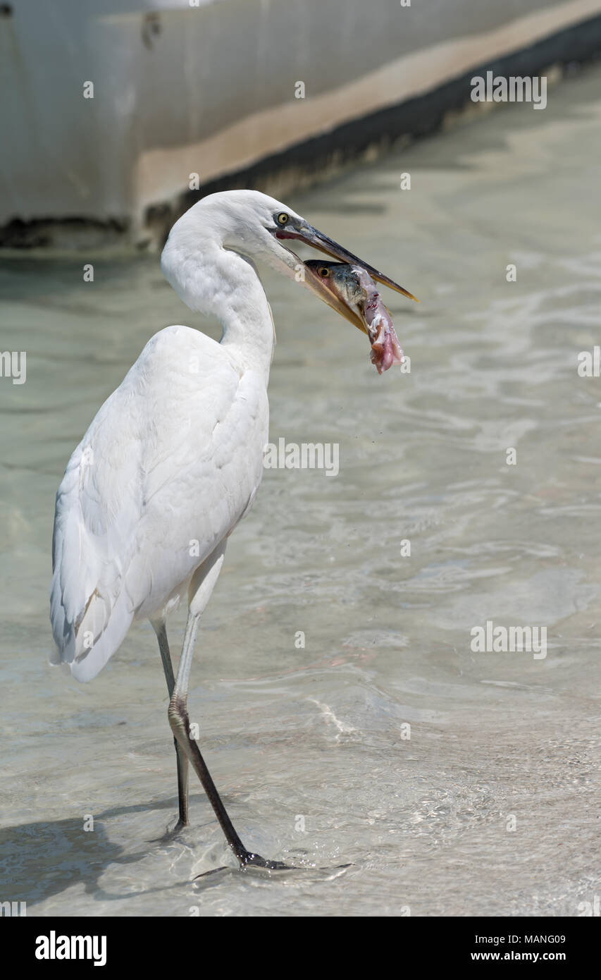 Silberreiher (Ardea alba) Essen ein Fisch südlich von Holbox, Mexiko Stockfoto