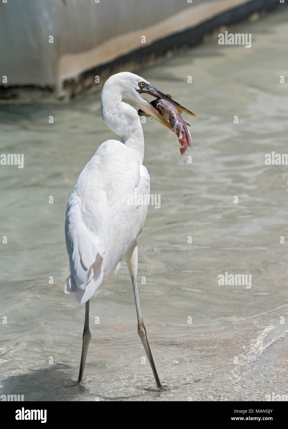 Silberreiher (Ardea alba) Essen ein Fisch südlich von Holbox, Mexiko Stockfoto