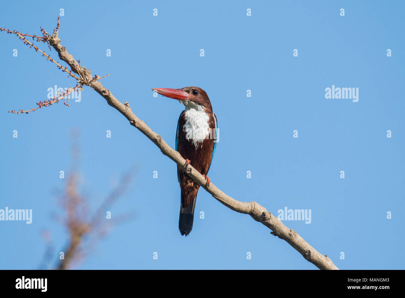 Vogel: Porträt einer White Throated Kingfisher thront auf Baum Stockfoto