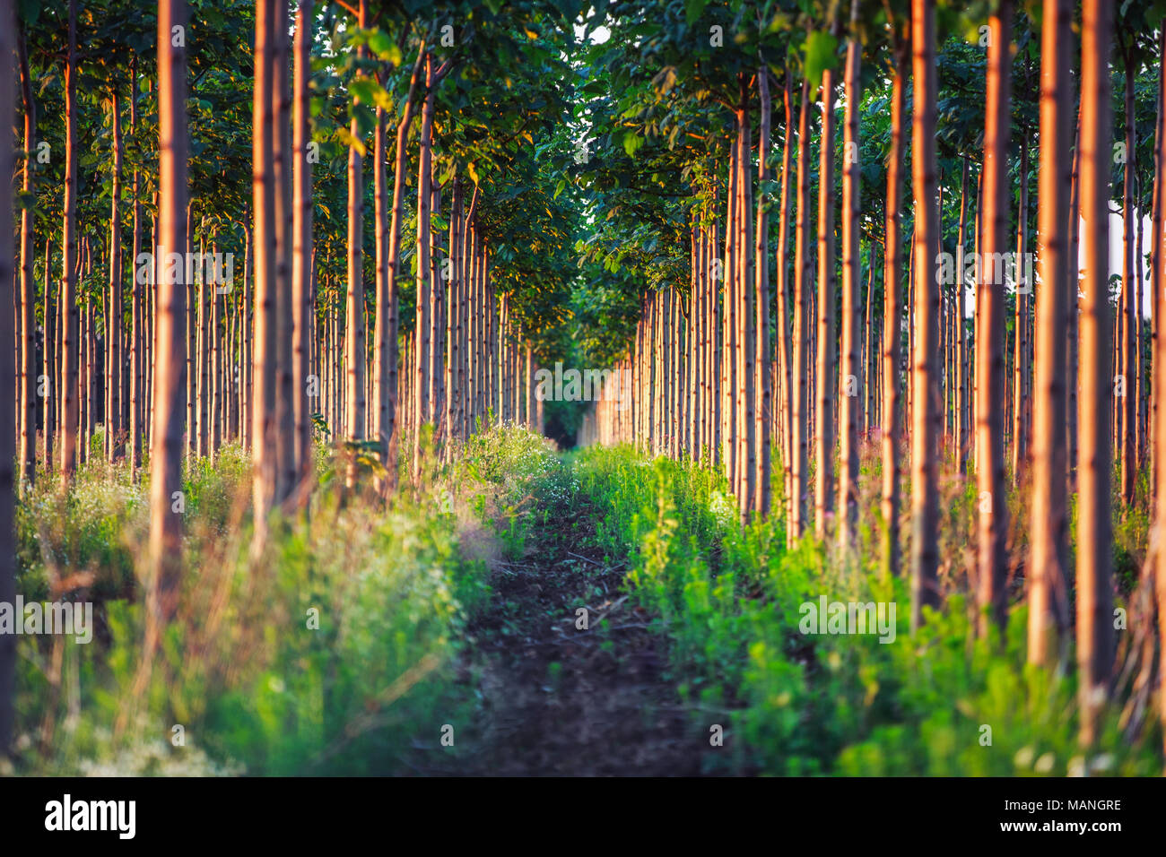 Hübsches Waldgebiet, Paulownia tree Plantation Stockfoto