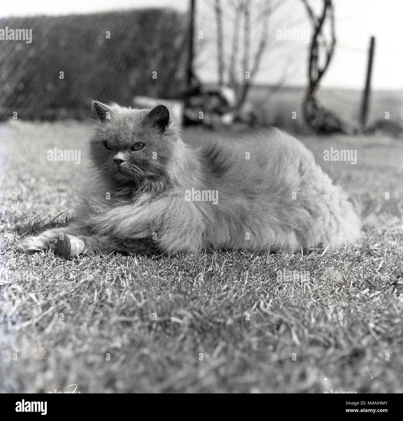 1950, historische, eine attraktive Hauskatze mit einem netten haariger Mantel liegend auf Gras außerhalb, England, UK. Stockfoto