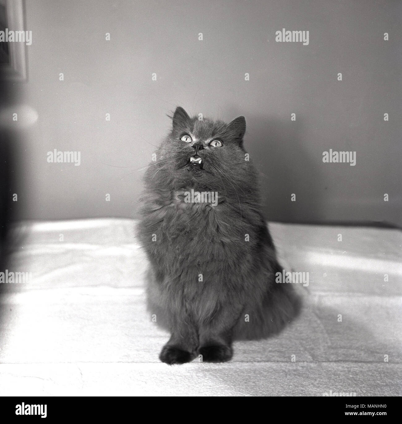 1950, historische, einem pelzigen Katze sitzend, mit spitzen Ohren und offenen Mund, suchen, warten, gefüttert zu werden, England, UK. Stockfoto
