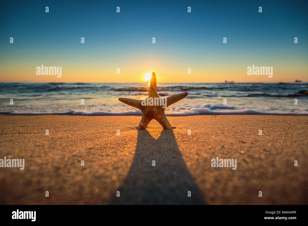 Meer Seestern am Strand bei Sonnenaufgang Stockfoto