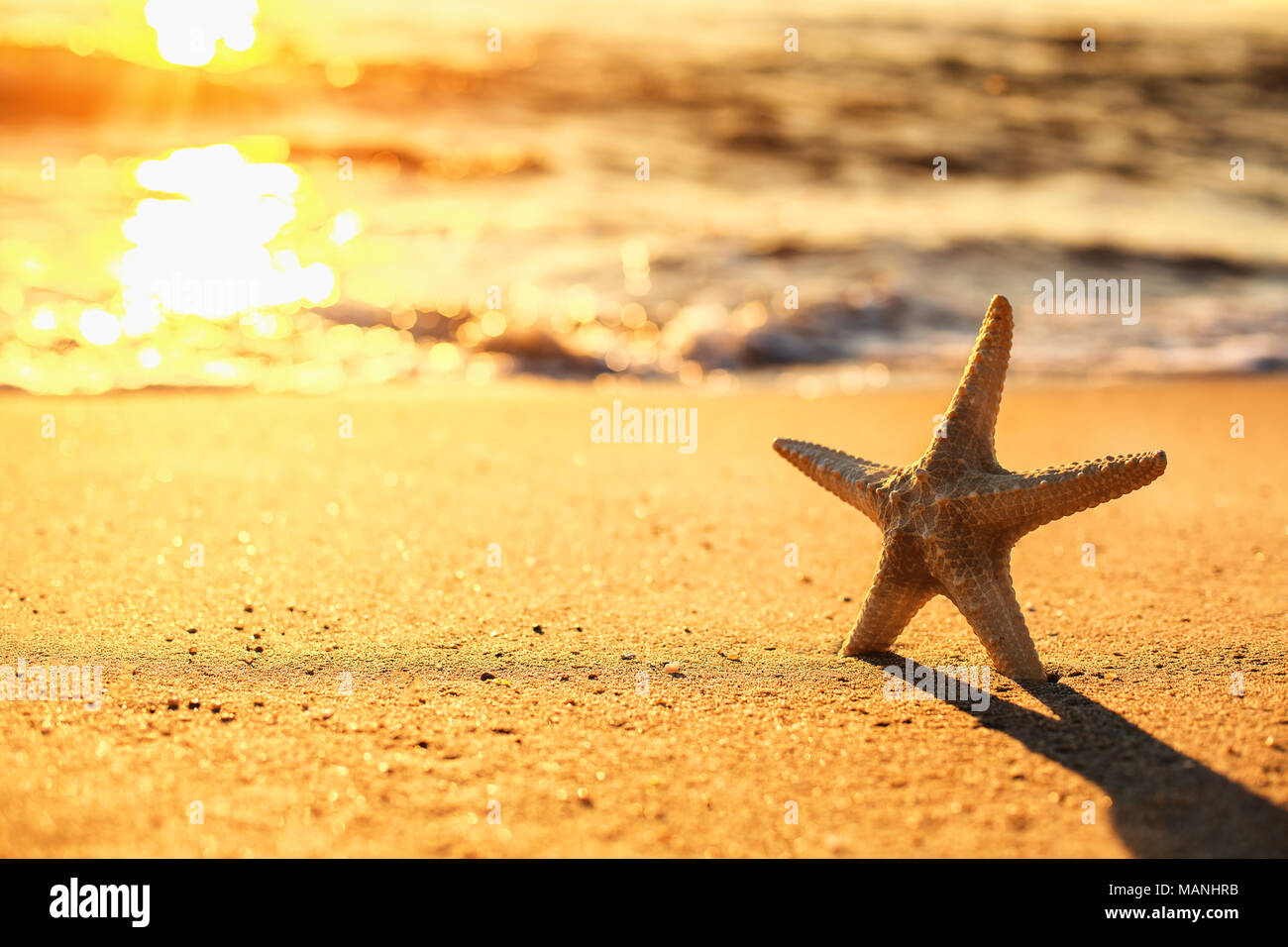 Seestern am Strand bei Sonnenaufgang Stockfoto