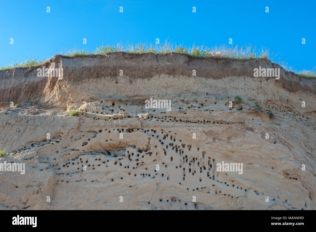 Cliff am Wulfener Hals mit Brutplätzen für Schwalben, Wulfen, Fehmarn, Ostsee, Schleswig-Holstein, Deutschland, Europa Stockfoto