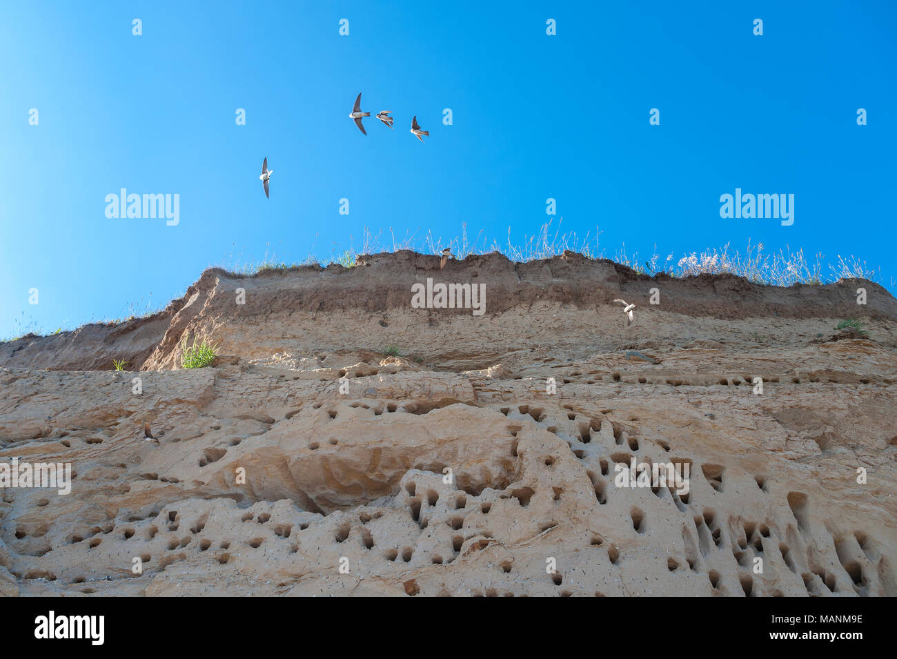 Cliff am Wulfener Hals mit Brutplätzen für Schwalben, Wulfen, Fehmarn, Ostsee, Schleswig-Holstein, Deutschland, Europa Stockfoto