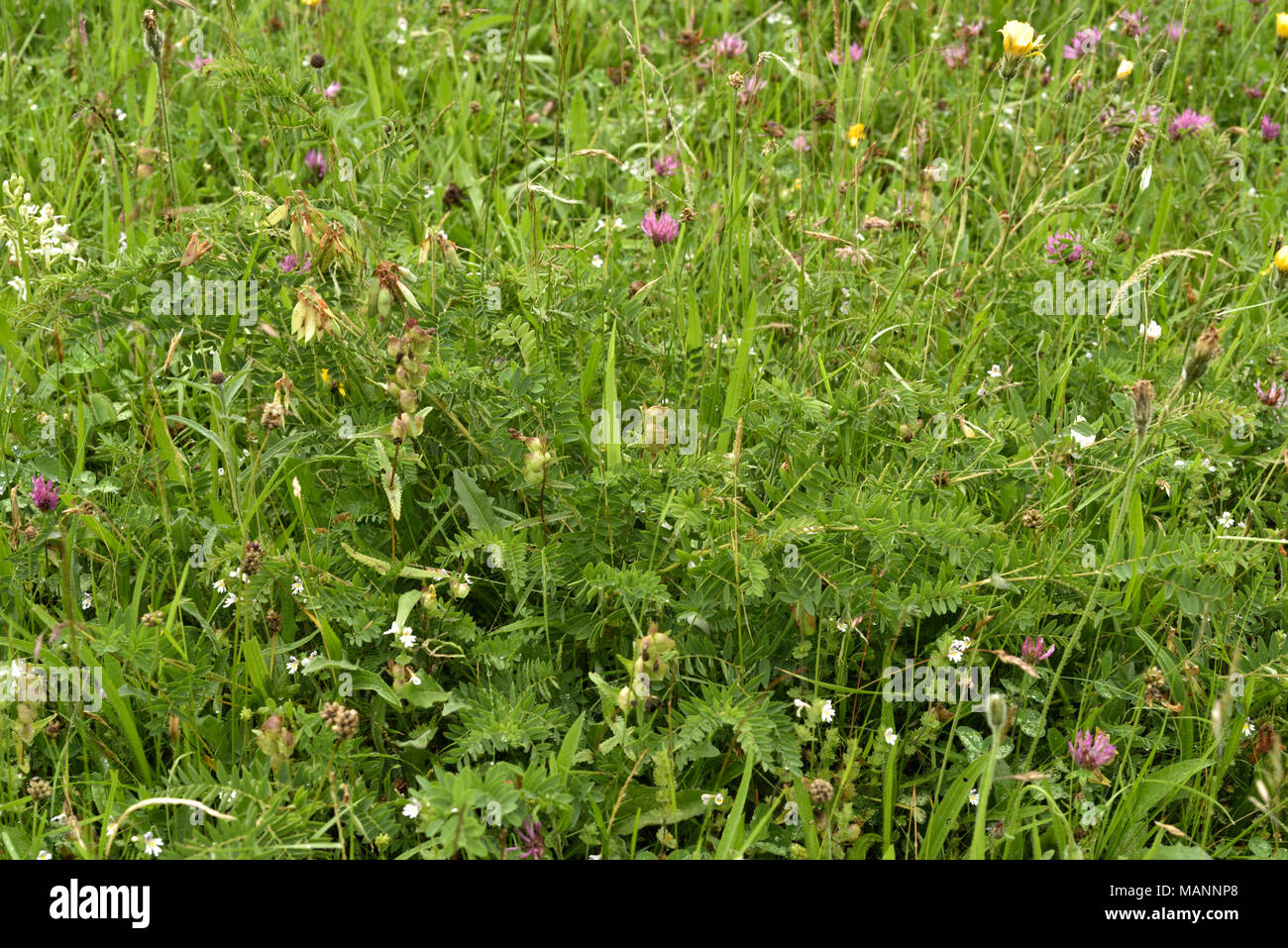 Holz Bitter vetch, Vicia orobus Fruchtkörper in einer Wiese Stockfoto