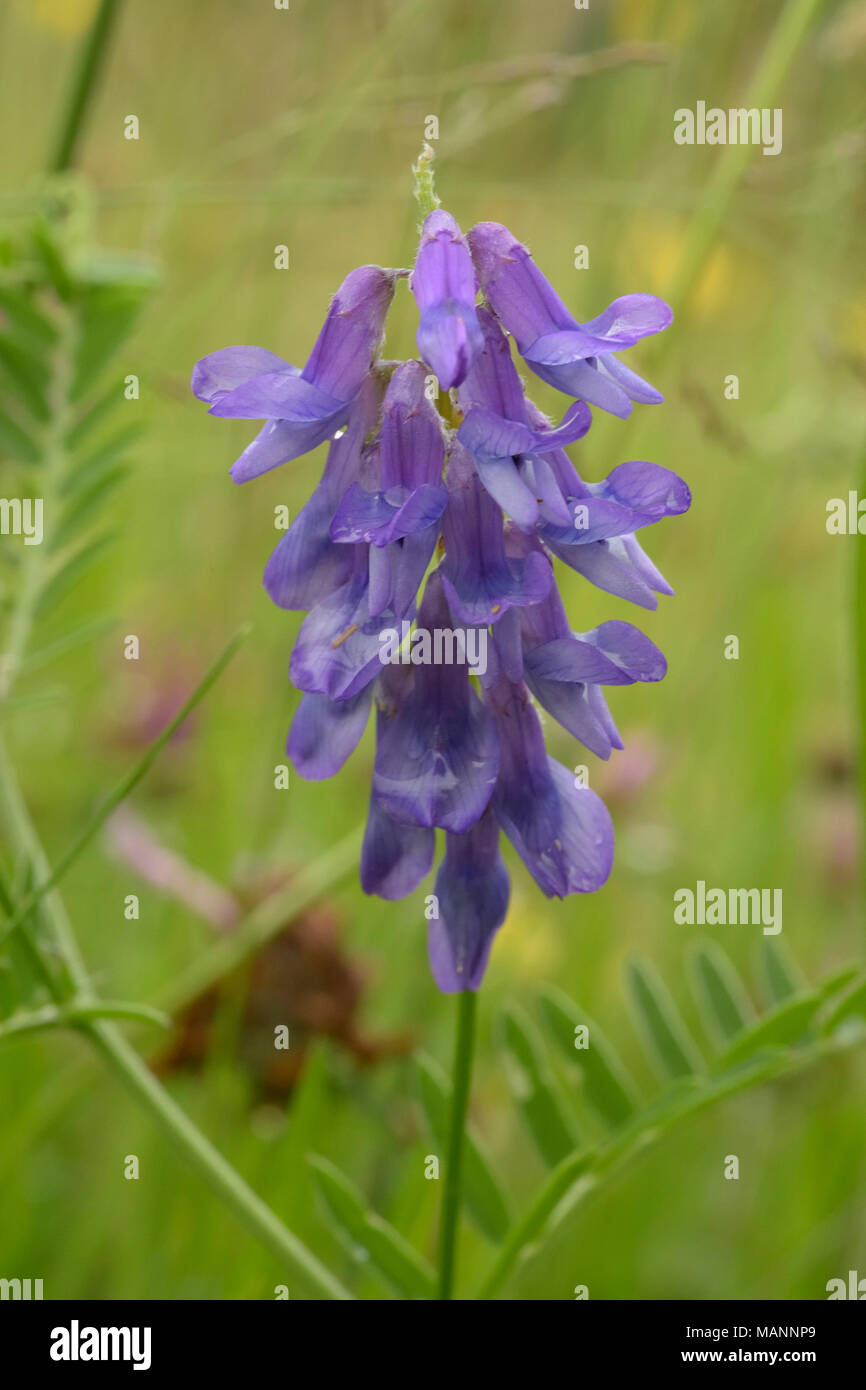 Getuftete Wicke, Vicia cracca Stockfoto