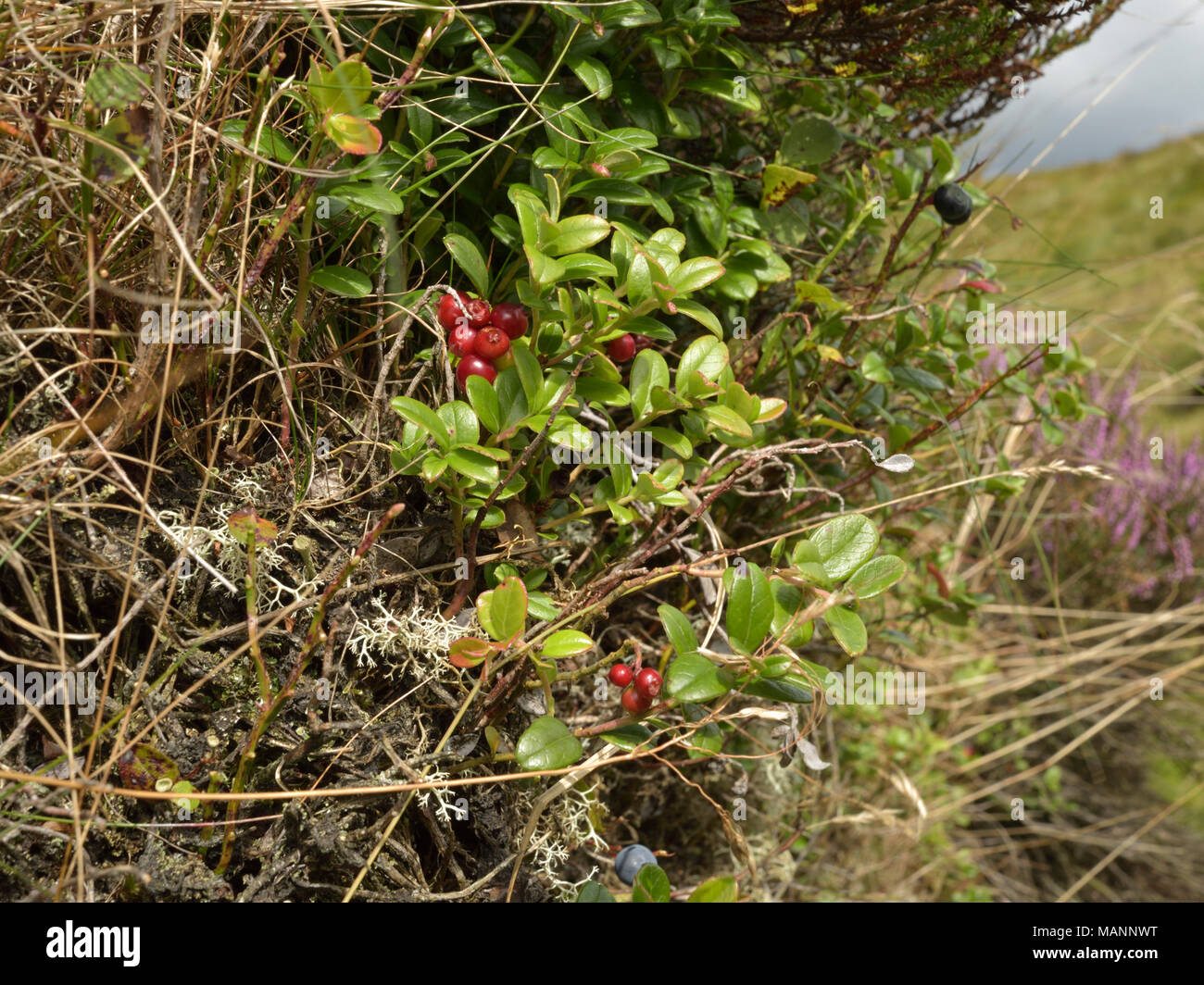 Preiselbeere Vaccinium Vitis-idaea Stockfoto
