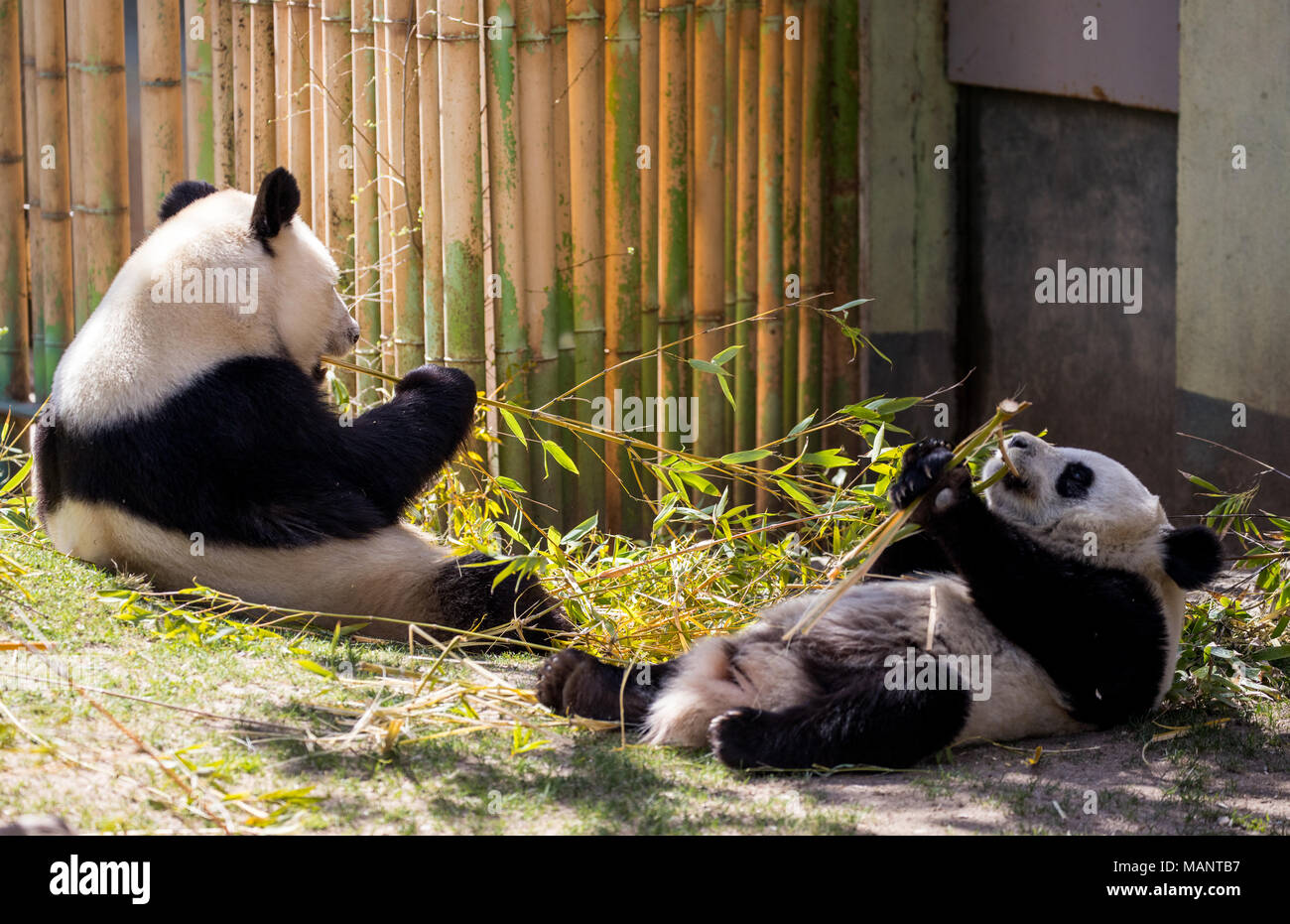Panda Br spielen und fressen Bambusbltter Stockfotografie - Alamy