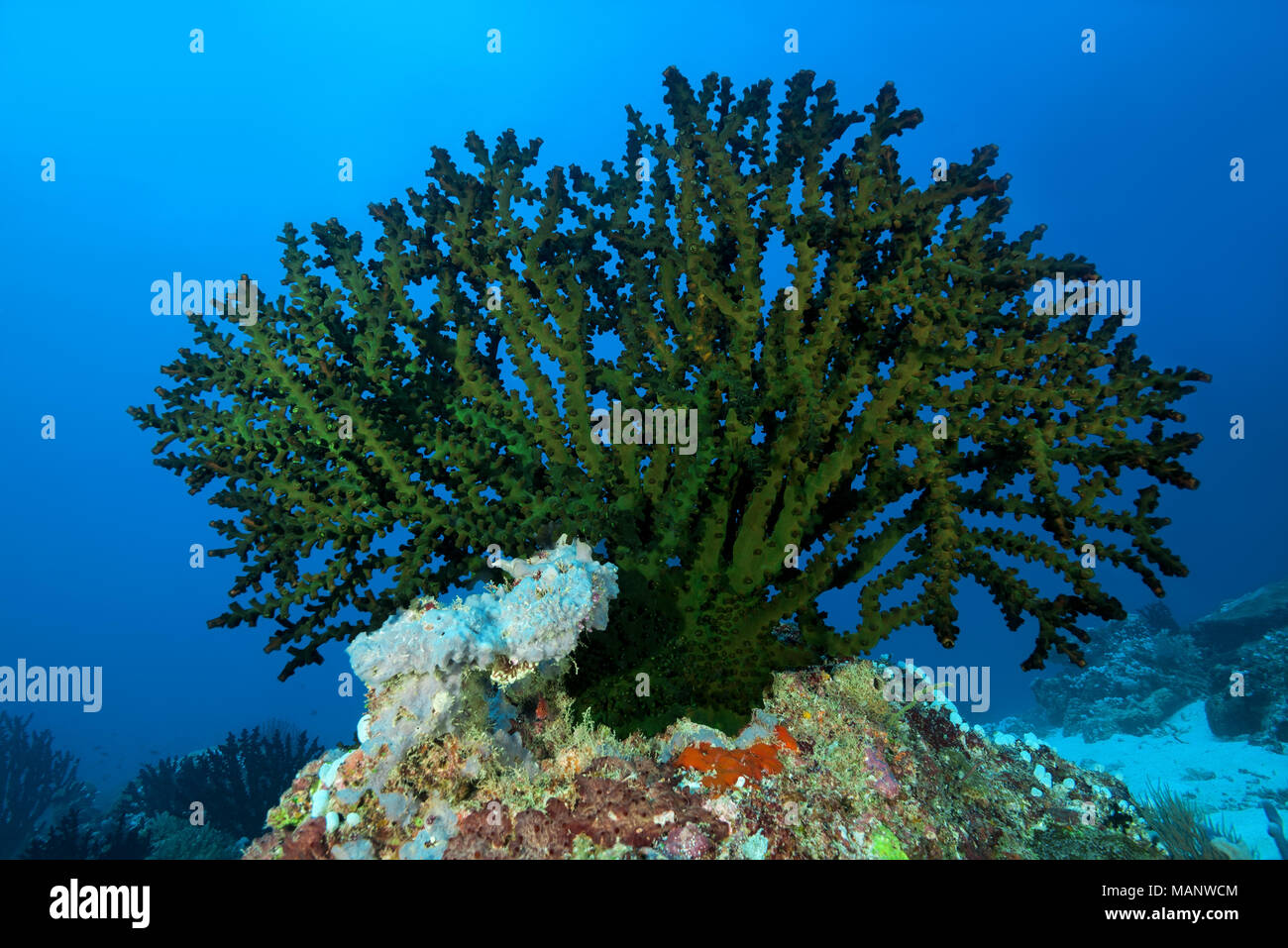 Schwarze Sonne Coral (Tubastraea micranthus) Stockfoto
