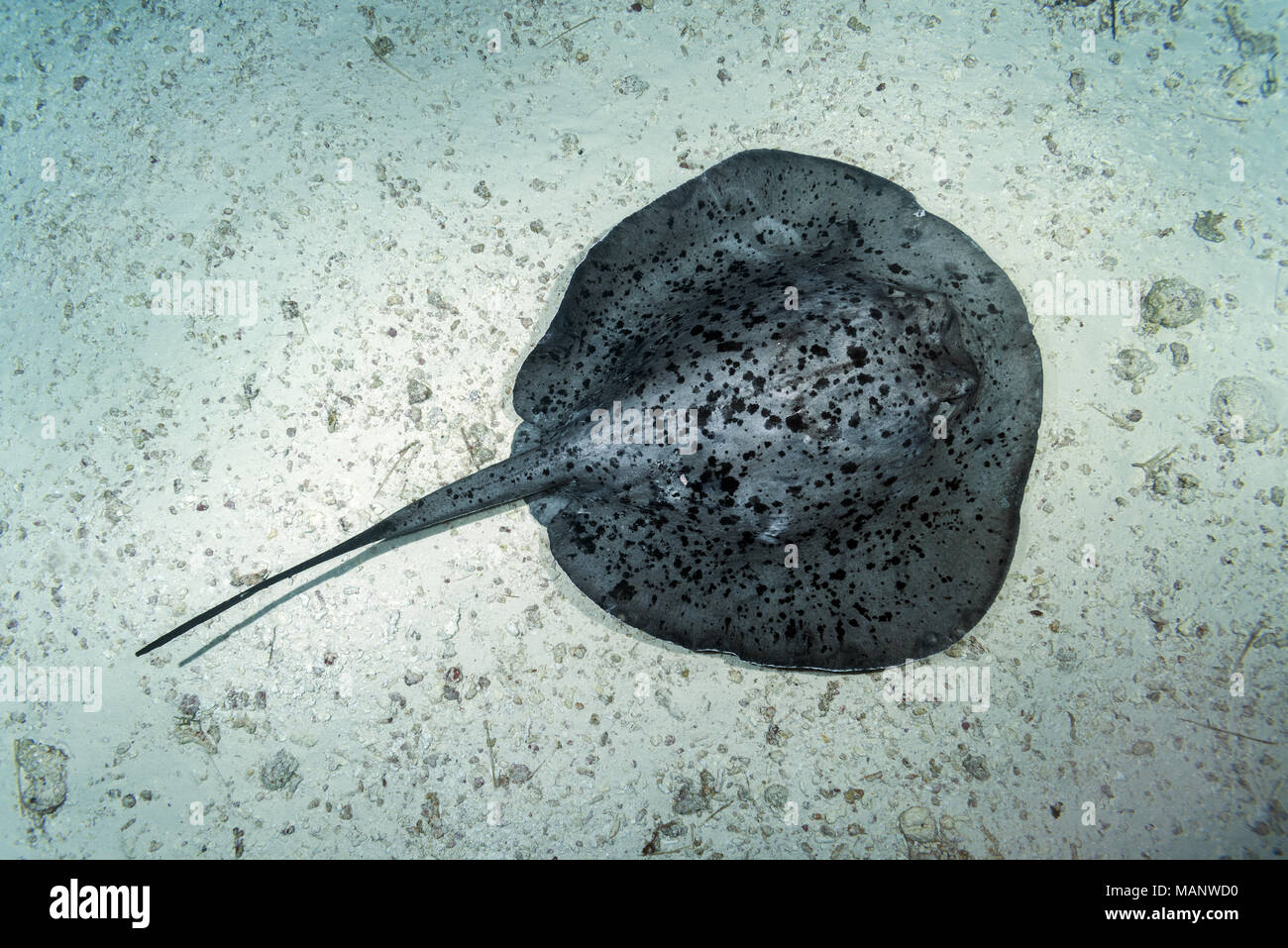 Runde ribbontail Ray (Taeniura meyeni) liegen auf dem sandigen Boden Stockfoto