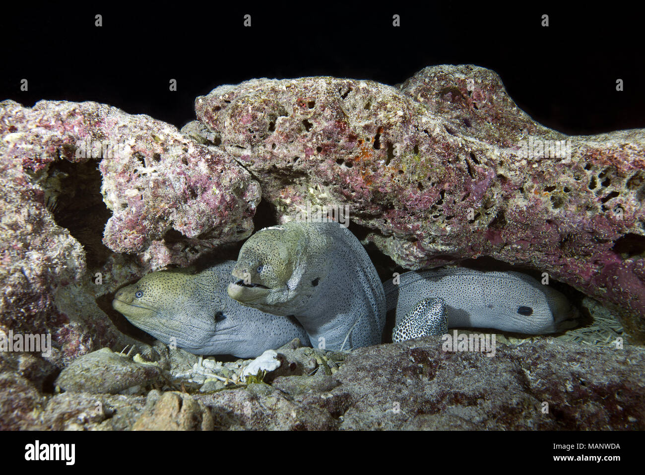 Drei gelben Kanten, Moray, (Gymnothorax flavimarginatus) unter Coral Reef Stockfoto