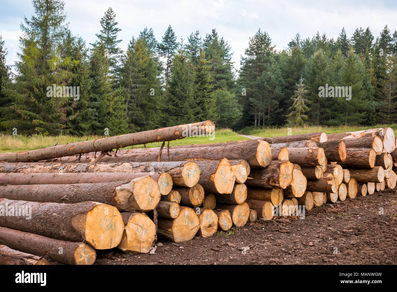 Protokoll-Stacks auf der Forststraße Stockfoto
