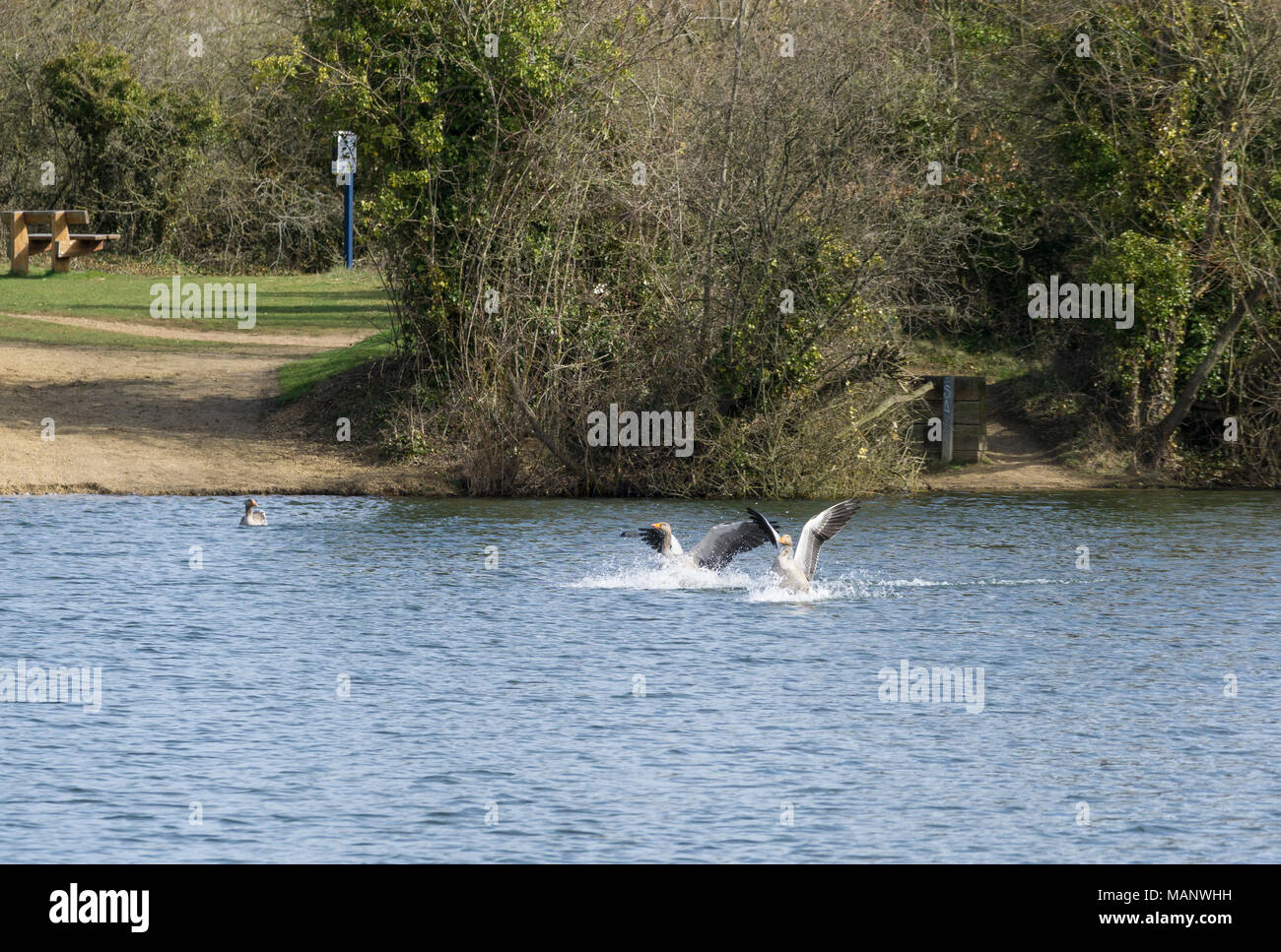 Zwei Graugänse Landung auf See Stockfoto