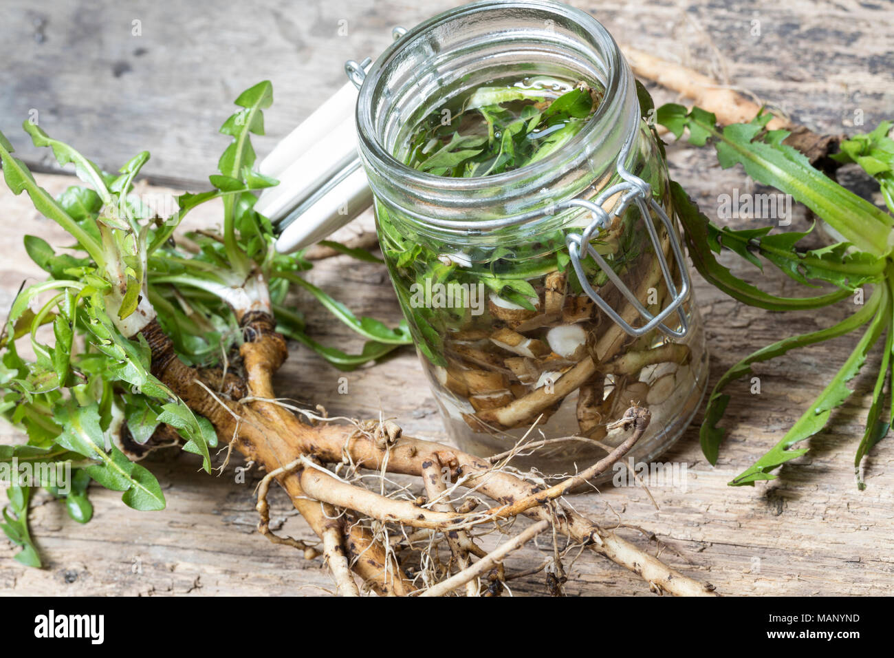 Löwenzahn-Tinktur, Löwenzahntinktur, Wurzeln, Löwenzahn-Wurzel, Löwenzahn-Wurzeln, Löwenzahnwurzel, Löwenzahnwurzeln, Wiesen-Löwenzahn, Radix Taraxaci Stockfoto