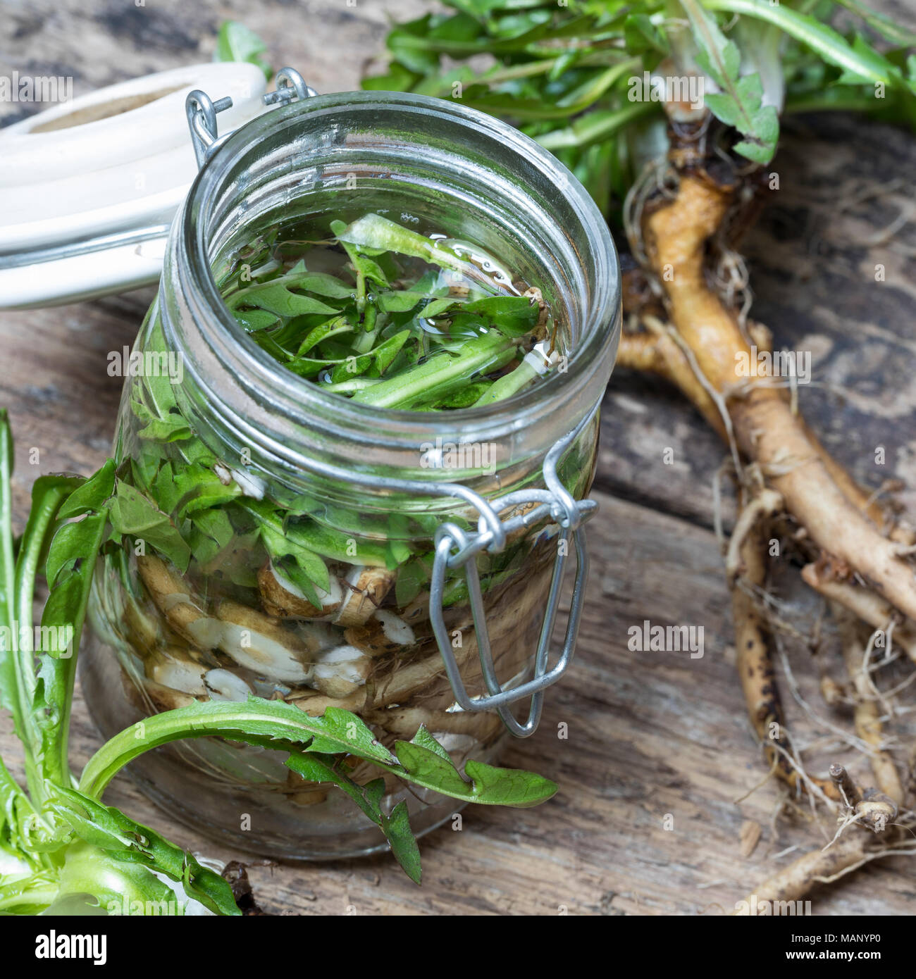 Löwenzahn-Tinktur, Löwenzahntinktur, Wurzeln, Löwenzahn-Wurzel, Löwenzahn-Wurzeln, Löwenzahnwurzel, Löwenzahnwurzeln, Wiesen-Löwenzahn, Radix Taraxaci Stockfoto