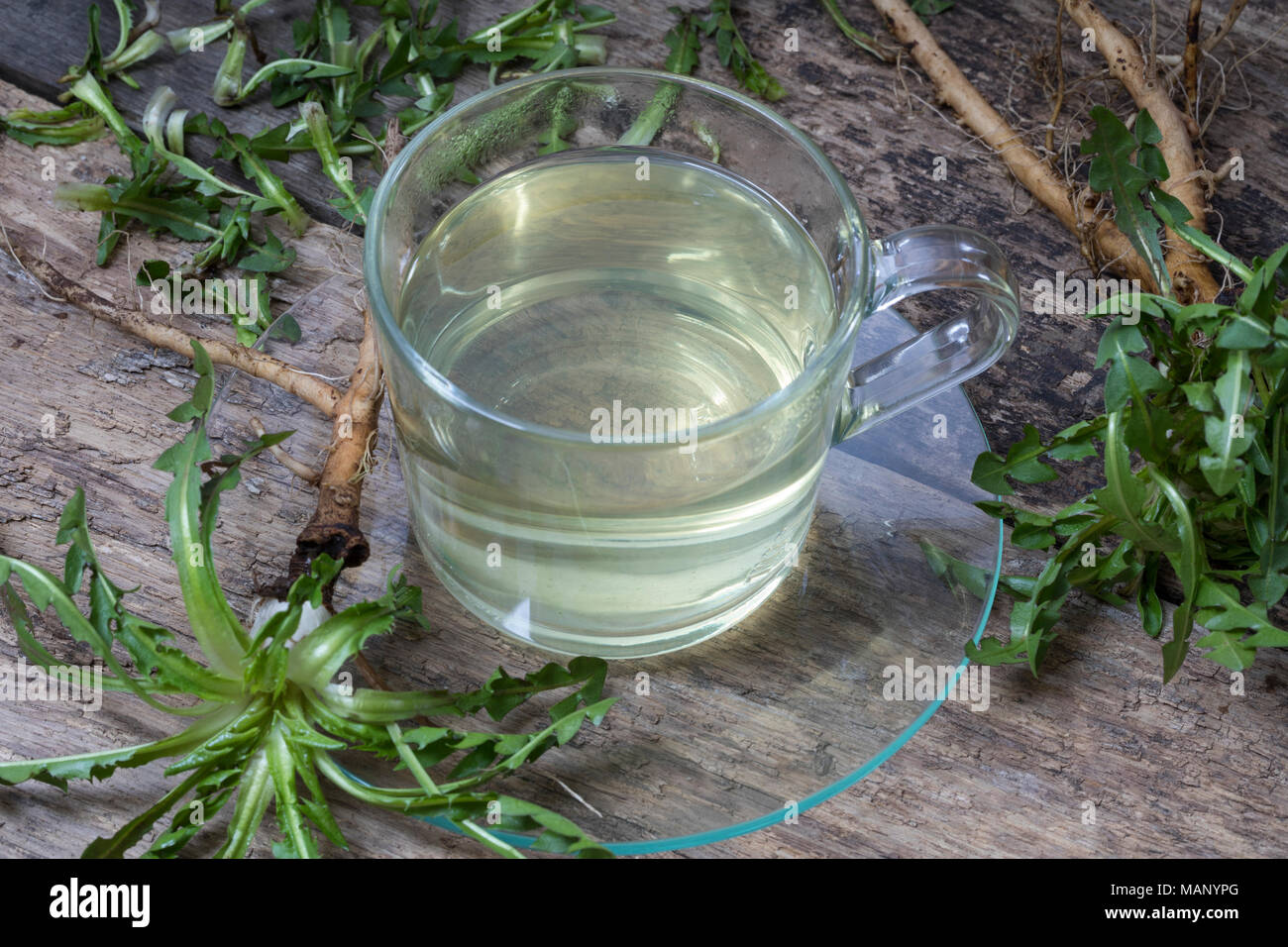 Löwenzahn-Tee, Löwenzahntee, Heiltee, Kräutertee, Tee, Wurzeltee, Wurzeln, Löwenzahn-Wurzel, Löwenzahn-Wurzeln, Löwenzahnwurzel, Löwenzahnwurzeln, Wie Stockfoto