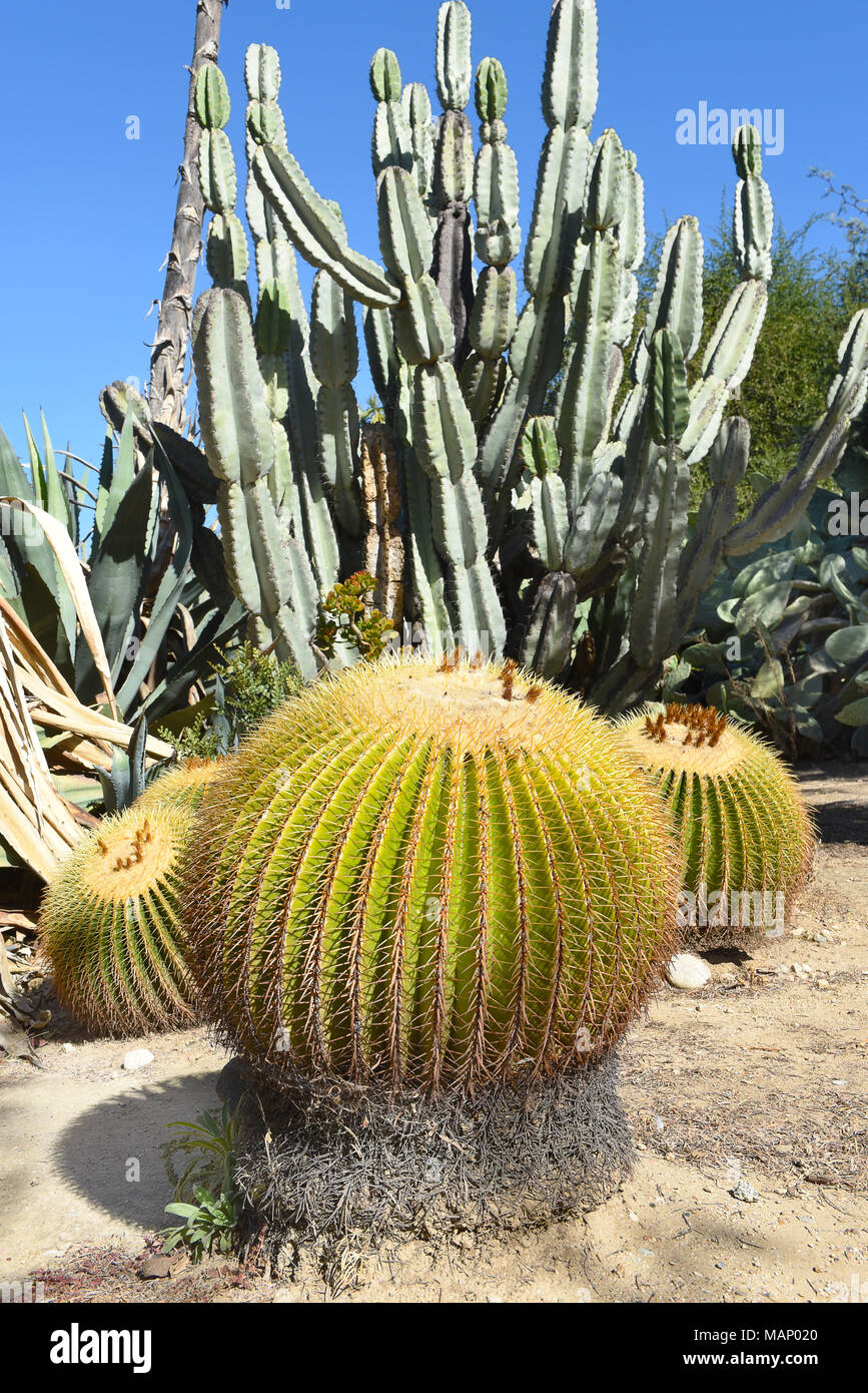 Golden Barrel Kaktus, Mexiko, auch als Golden Ball und Schwiegermutter Kissen genannt, ist endemisch in Osten - zentrales Mexiko. Stockfoto
